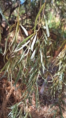 Balaar (Acacia pendula)