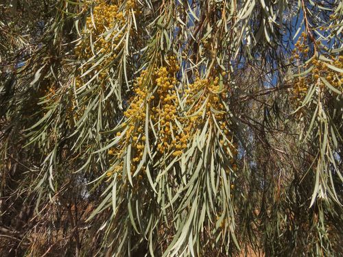 Balaar (Acacia pendula)