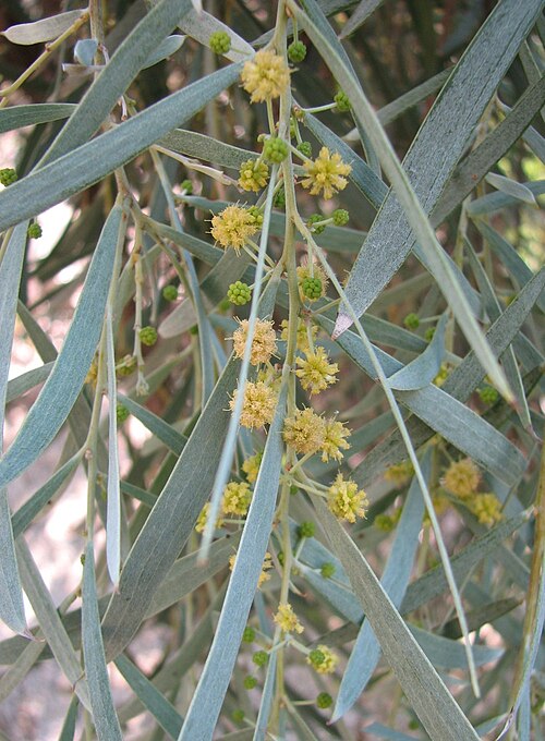 Balaar: Acacia pendula — Weeping Acacia tree, foliage. Maranoa Gardens, Balwyn, Victoria, Australia.
