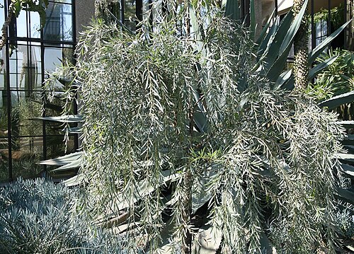 Balaar: Location taken: Longwood Gardens, Kennett Square, Pennsylvania.. Names: Acacia pendula G.Don, Balaar, Boree, Myall, Nilyah, Sallaq akasiya, Silver leaf Boree, S