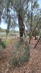 Balaar (Acacia pendula)