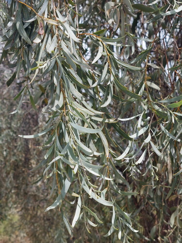 Balaar (Acacia pendula)