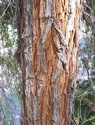 Balaar: Acacia pendula bark Botanical Gardens at Glendale Public Library