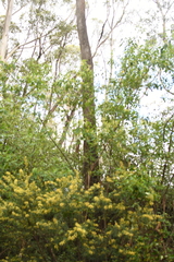 Karri wattle (Acacia pentadenia)