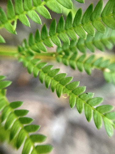 Karri wattle (Acacia pentadenia)