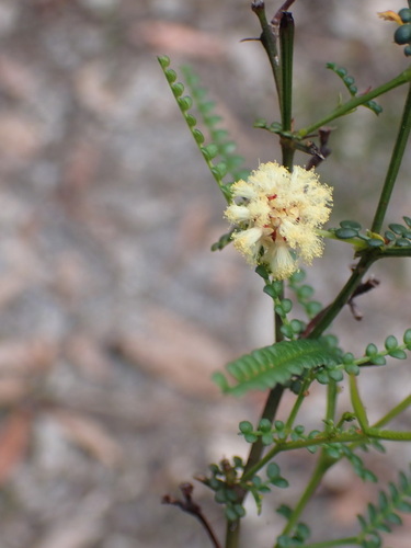 Karri wattle (Acacia pentadenia)