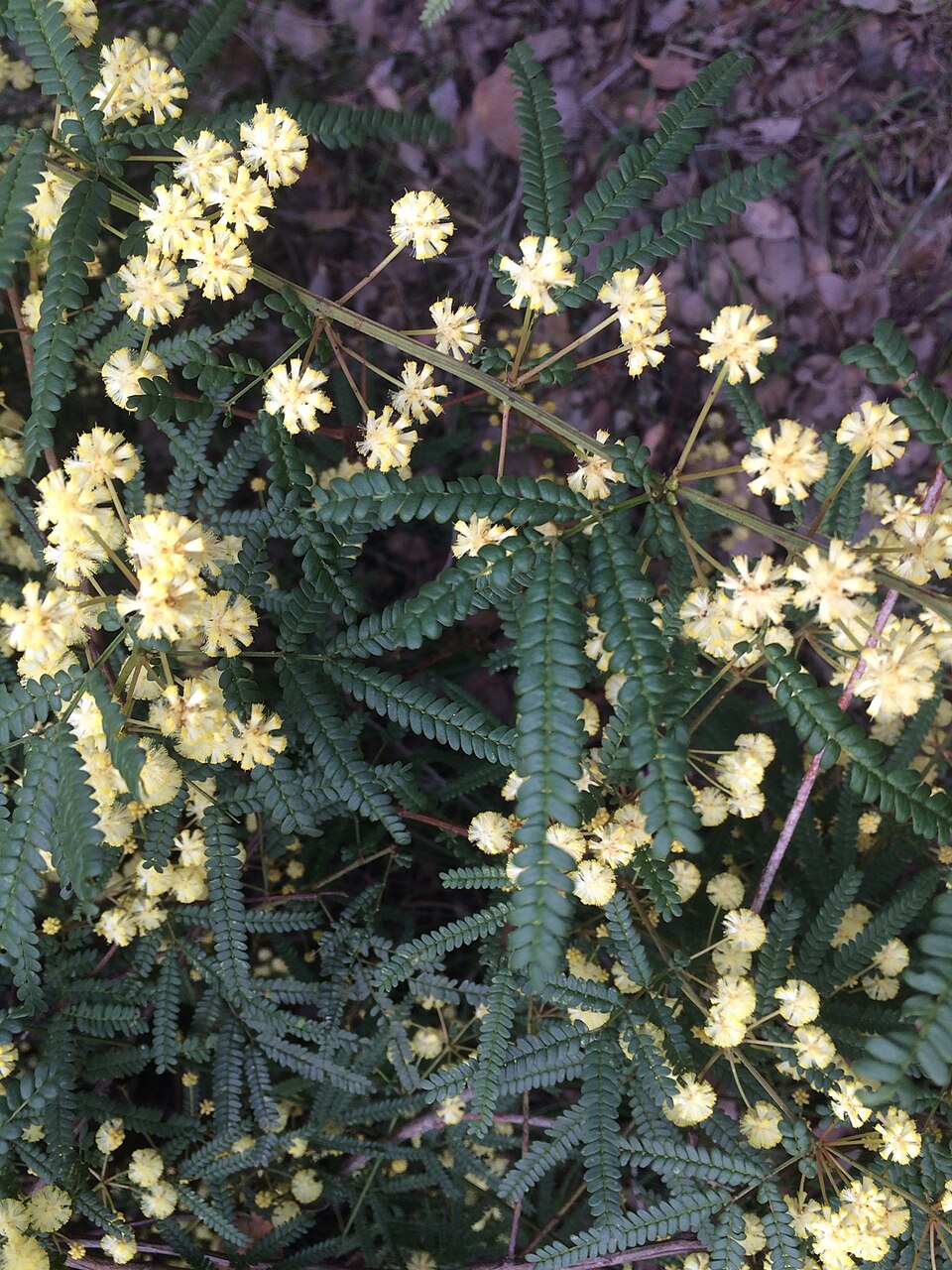 Karri wattle: Acacia pentadenia near Pemberton