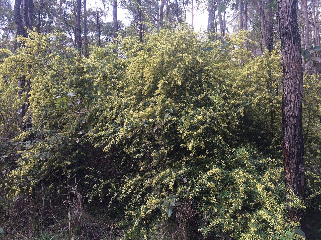Karri wattle: Acacia pentadenia near Pemberton