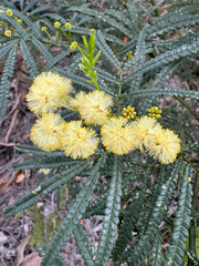 Karri wattle (Acacia pentadenia)