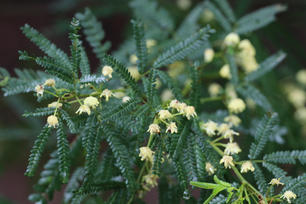 Karri wattle (Acacia pentadenia)