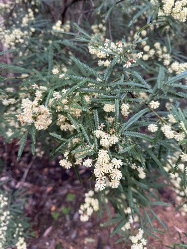 Karri wattle (Acacia pentadenia)