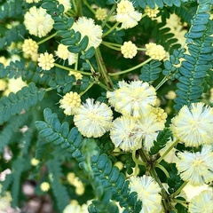 Karri wattle (Acacia pentadenia)