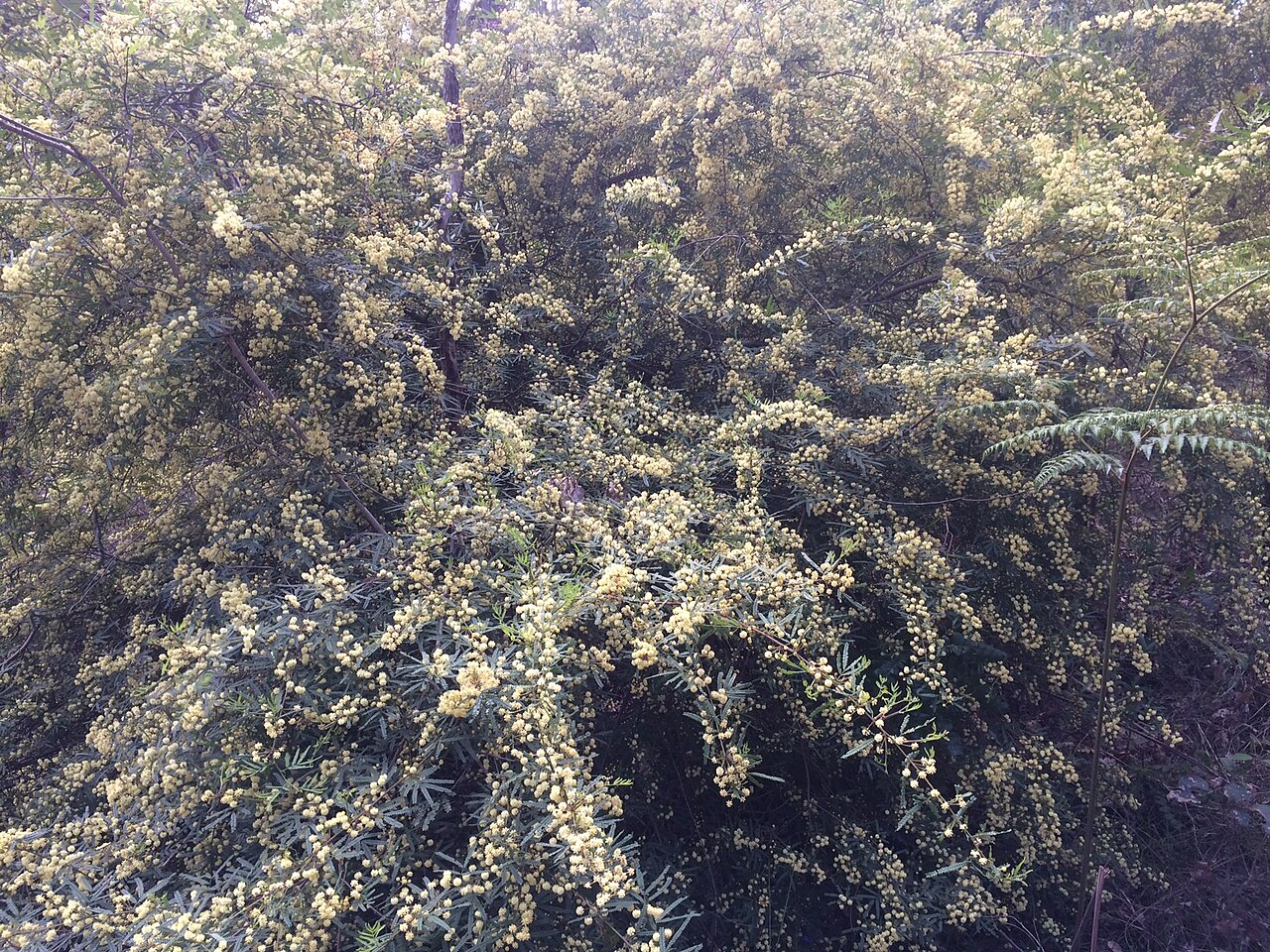 Karri wattle: Acacia pentadenia near Pemberton