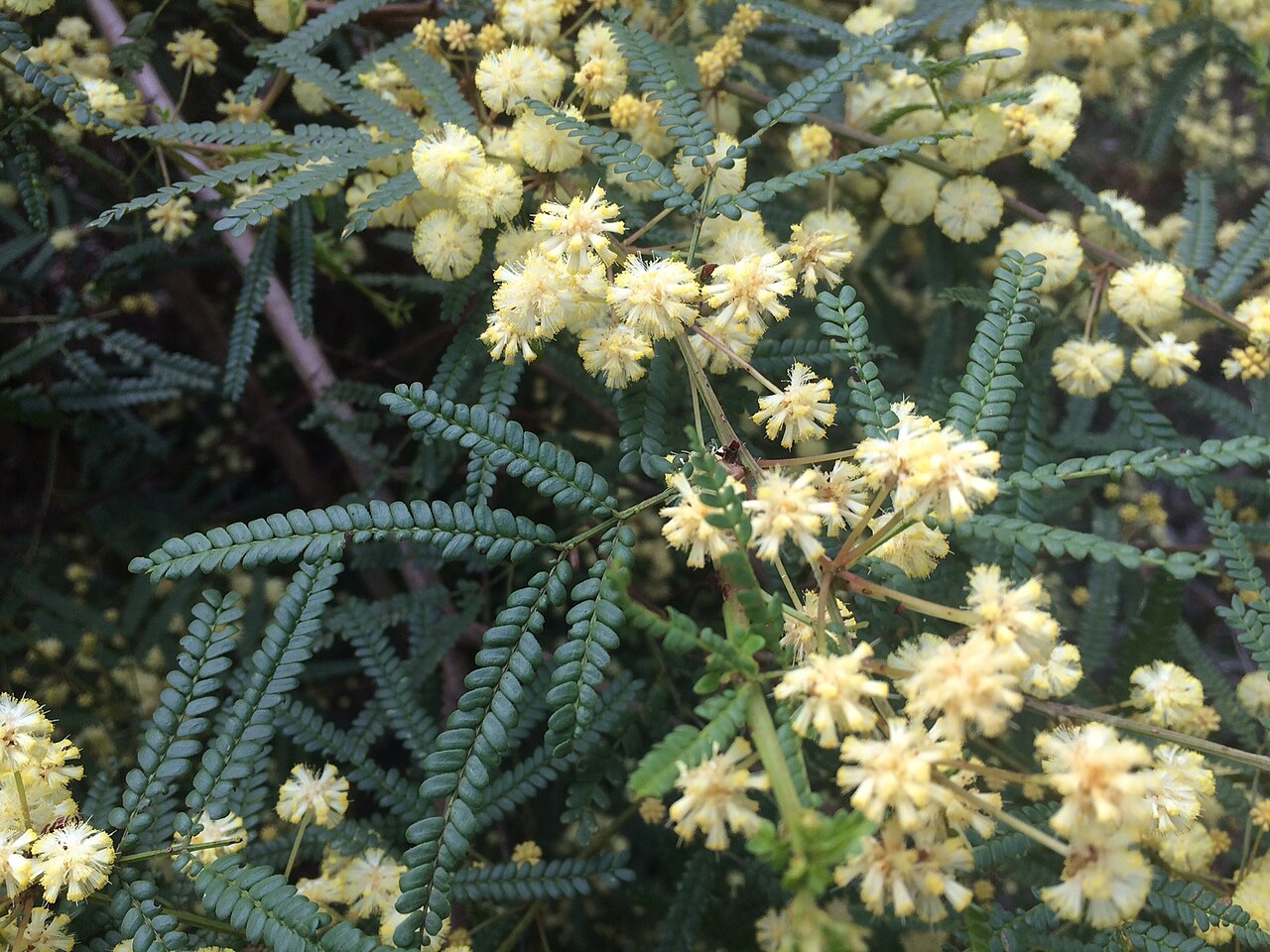 Karri wattle: Acacia pentadenia near Pemberton