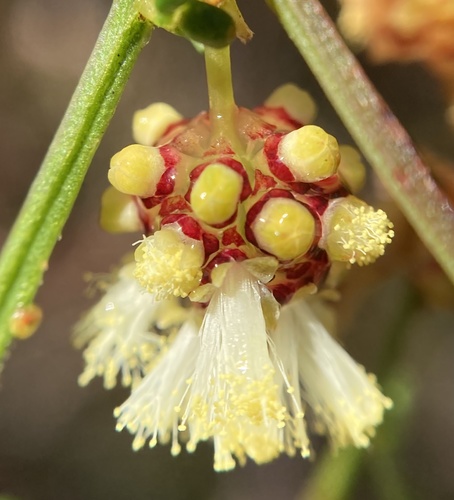 Karri wattle (Acacia pentadenia)