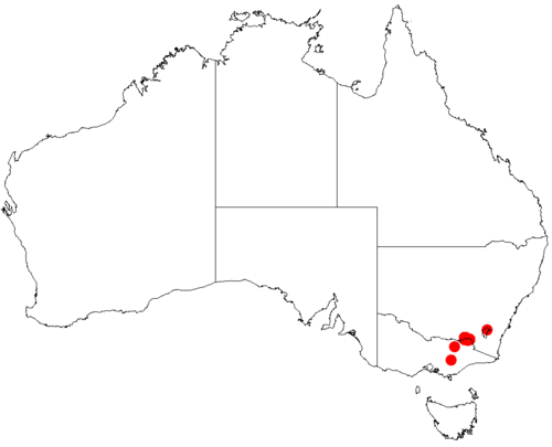 Acacia phasmoides: Acacia phasmoides occurrence data from Australasian Virtual Herbarium downloaded from https://doi.org/10.26197/5c06138894b on December 8 2018