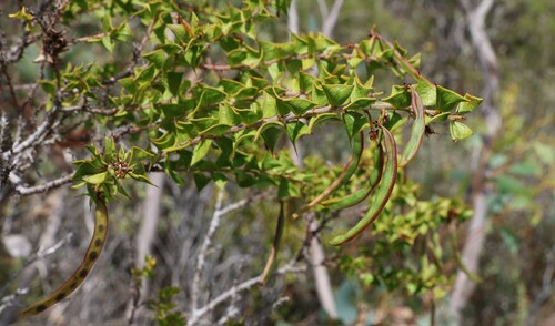Acacia phlebopetala (Acacia phlebopetala)