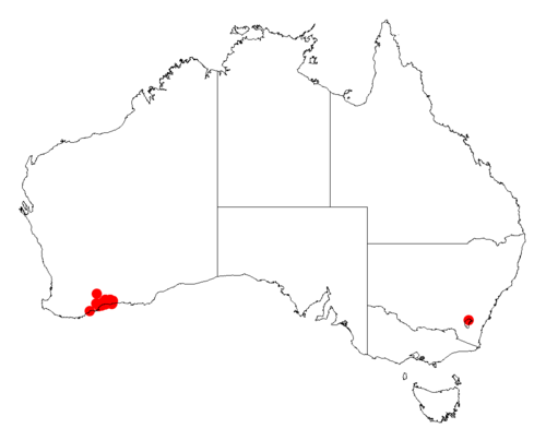 Acacia phlebopetala: Acacia phlebopetala Occurrence data from Australasia Virtual Herbarium downloaded from https://doi.org/10.26197/5c0b1388984eb on 8 December 2018