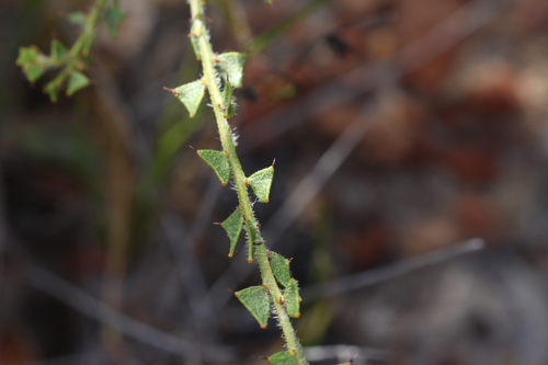 Acacia phlebopetala (Acacia phlebopetala)
