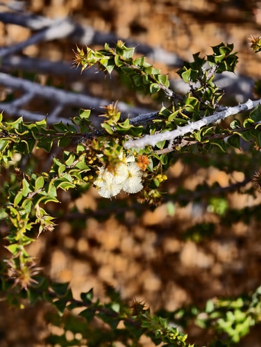 Acacia phlebopetala (Acacia phlebopetala)