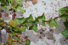 Acacia phlebopetala (Acacia phlebopetala)