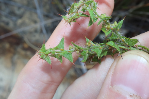 Acacia phlebopetala (Acacia phlebopetala)