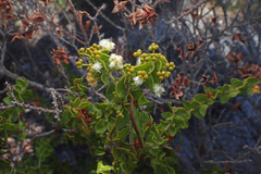 Acacia phlebopetala (Acacia phlebopetala)