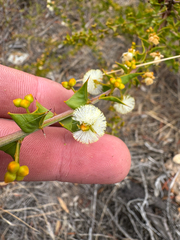 Acacia phlebopetala (Acacia phlebopetala)
