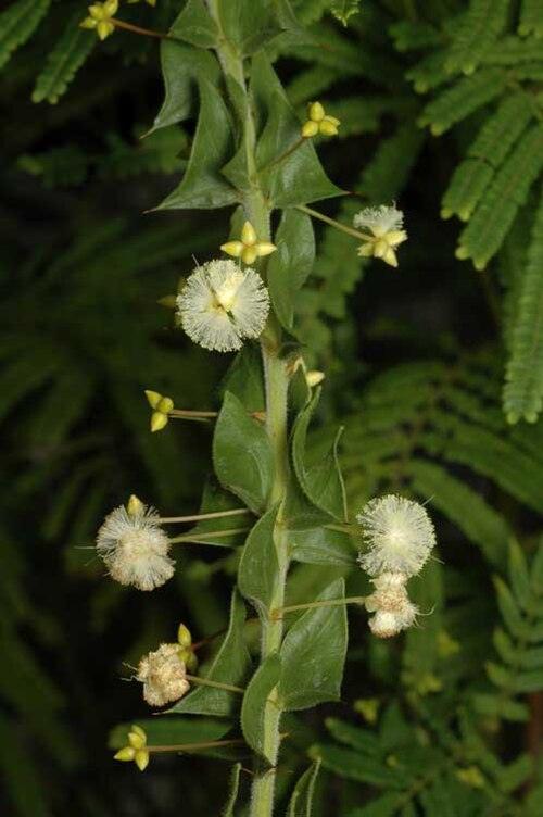 Acacia phlebopetala: Acacia phlebopetala in the Australian National Botanic Gardens