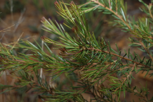 Acacia pilligaensis (Acacia pilligaensis)