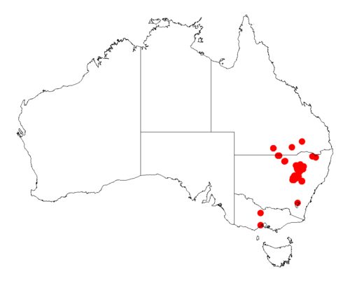 Acacia pilligaensis: Acacia pilligaensis Occurrence data from Australasia Virtual Herbarium downloaded from https://doi.org/10.26197/5c0b1388984eb on 8 December 2018