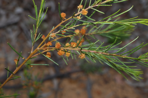 Acacia pilligaensis (Acacia pilligaensis)