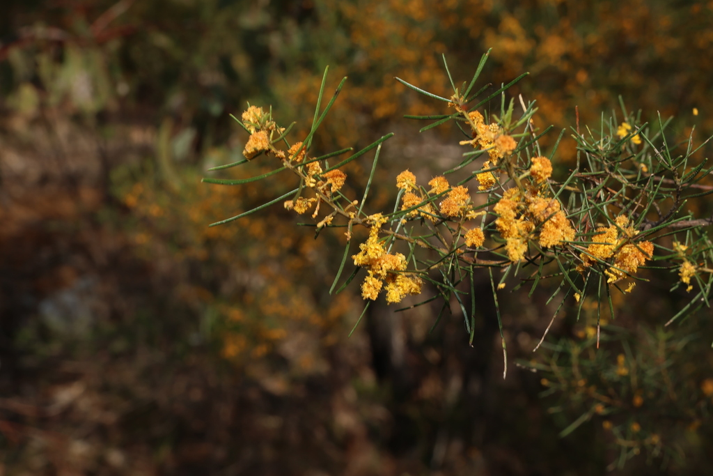 Acacia pilligaensis (Acacia pilligaensis)