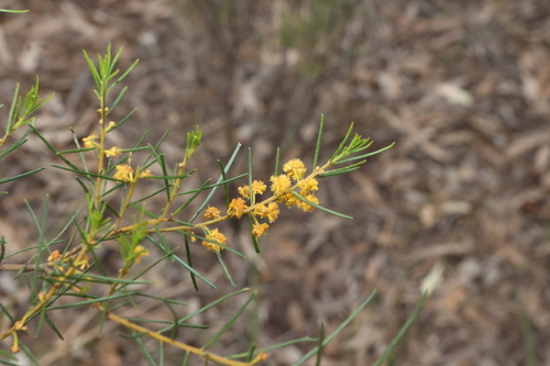 Acacia pilligaensis (Acacia pilligaensis)