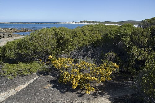 Acacia pinguiculosa: Habit of Acacia pinguiculosa subsp. pinguiculosa in Cape Arid National Park, Journdee Creek camp area, Western Australia