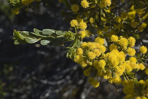 Acacia pinguiculosa: Acacia pinguiculosa subsp. pinguiculosa in Cape Arid National Park, Journdee Creek camp area, Western Australia