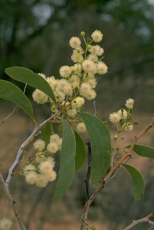 Acacia platycarpa: Acacia platycarpa near the Torrens Creek - Aramac Road, 39 km S from Torrens Creek, Queensland