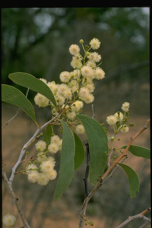 Acacia platycarpa: Acacia platycarpa near the Torrens Creek - Aramac Road, 39 km S from Torrens Creek, Queensland