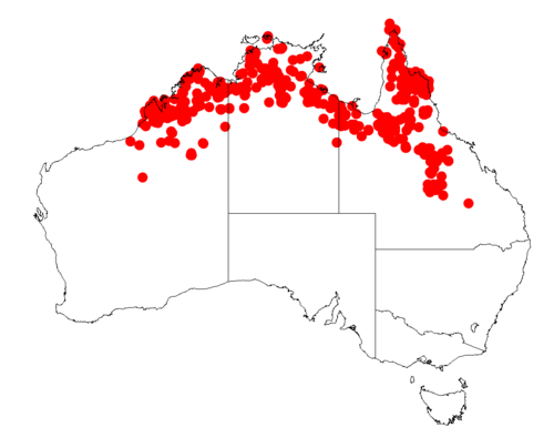 Acacia platycarpa: Acacia platycarpa Occurrence data from Australasia Virtual Herbarium downloaded from https://doi.org/10.26197/5c0b1388984eb on 8 December 2018