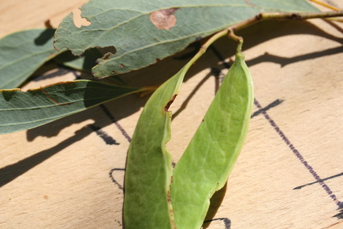 Acacia platycarpa (Acacia platycarpa)