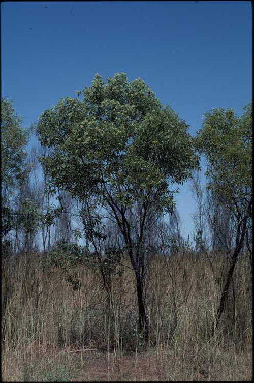 Acacia platycarpa: Habit of Acacia platycarpa near the Great Northern Highway, about 69 km W from Minnie River, Western Australia