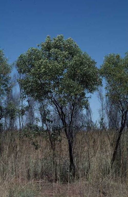 Acacia platycarpa: Habit of Acacia platycarpa near the Great Northern Highway, about 69 km W from Minnie River, Western Australia