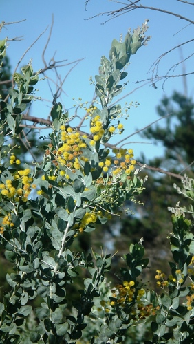 Pearl wattle (Acacia podalyriifolia)