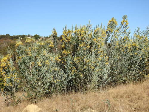 Pearl wattle (Acacia podalyriifolia)