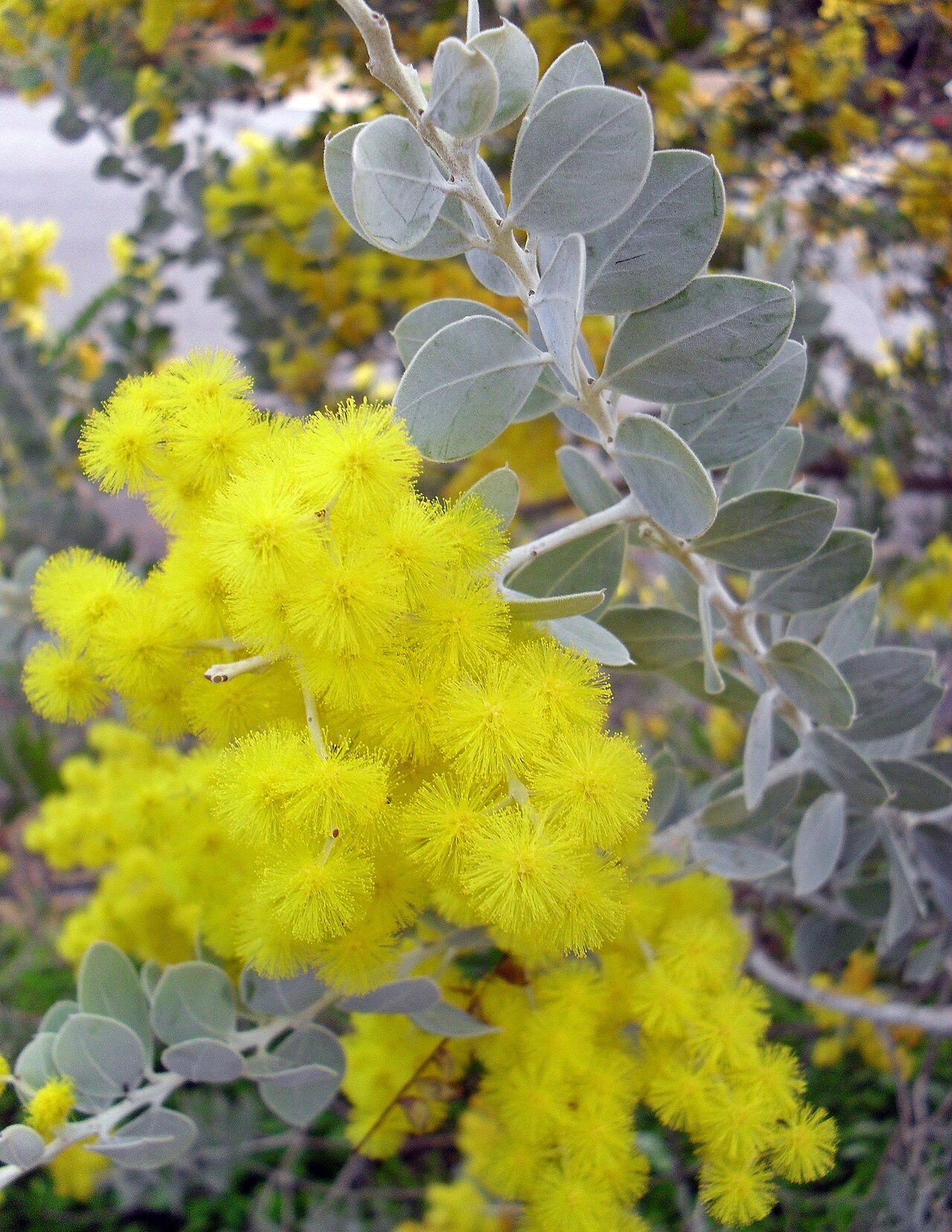 Pearl wattle: Acacia podalyriifolia — photographed in Wagga Wagga , New South Wales , Australia .