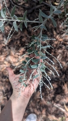 Pearl wattle (Acacia podalyriifolia)