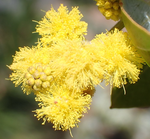 Pearl wattle (Acacia podalyriifolia)