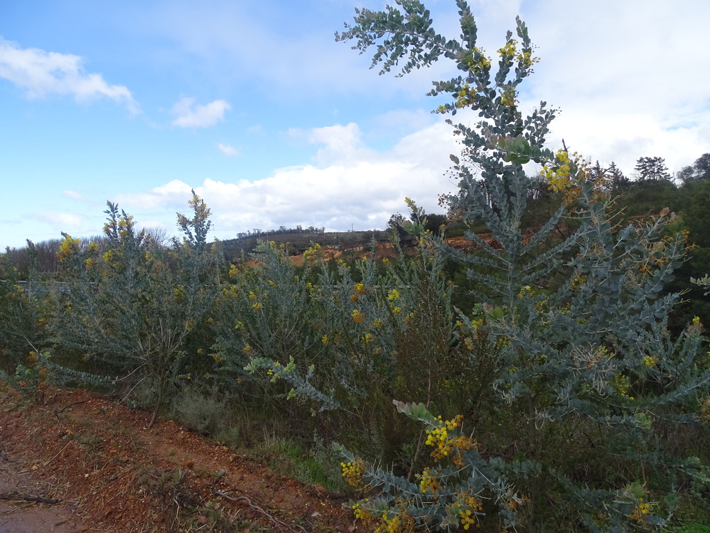 Pearl wattle (Acacia podalyriifolia)