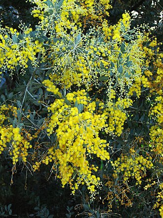 Pearl wattle: Acacia podalyriifolia.