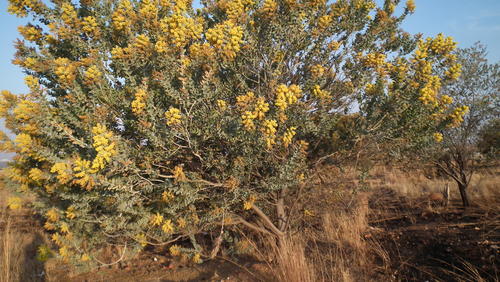 Pearl wattle (Acacia podalyriifolia)